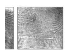 Image result for Ulnar Loop Fingerprint