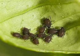 Image result for Aphids