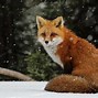 Image result for Tpz Fuchs Wildcat