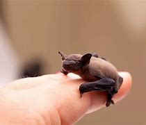 Image result for Baby Bumblebee Bat