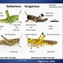 Image result for Locust Migration