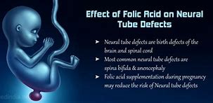 Image result for Neural Tube Defects Folic Acid