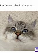 Image result for Surprised Cat Meme 4K