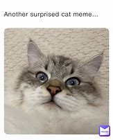Image result for Surprised Cat Meme
