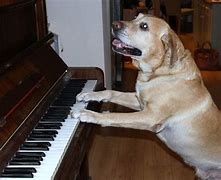 Image result for Dog Playing Piano Dreaming Meme