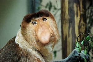 Image result for Most Ugly Animal in the World