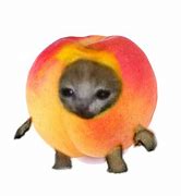 Image result for Fruit Cat Mem