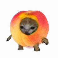 Image result for Apple Cat PNG