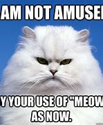 Image result for Right Meow Meme