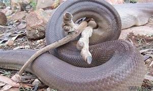 Image result for Biggest Snake in Australia