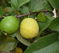 Image result for Stomata Psidium Guajava