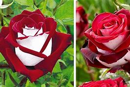 Image result for Rose Rouge Et Blanche