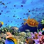 Image result for Underwater Coral Reef HD