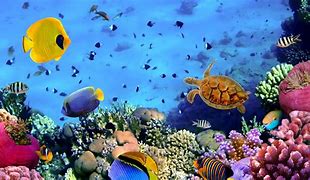 Image result for Coral Reef 1920X1080