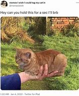 Image result for Hold the Cat Meme