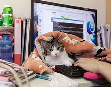 Image result for Office Cat