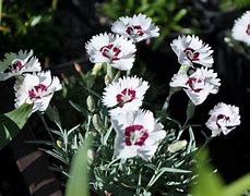 Image result for Dianthus Starry Eyes