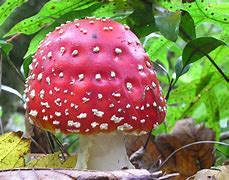 Image result for Agaric