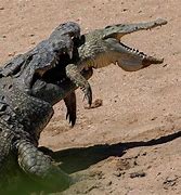 Image result for Funny Crocodile