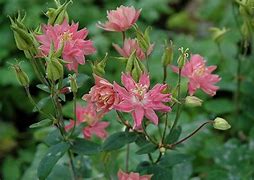 Bildergebnis für Aquilegia vulgaris Clementine Rose