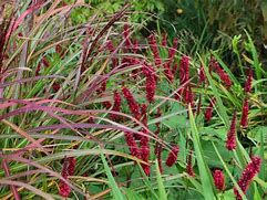Image result for PERSICARIA AMPL. BLACKFIELD