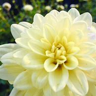 Image result for Dahlia Yellow Perception 