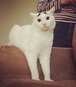 Image result for Cat with a Marked Eyebrow Meme