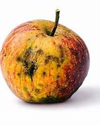 Image result for Rotting Apple