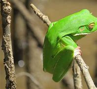 Image result for Daintree Forest Animals