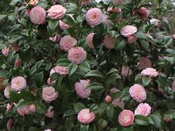 Image result for Camellia japonica 