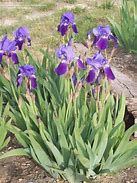 Image result for Iris germanica Glacier Gold