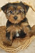 Image result for Small Hypoallergenic Dog Breeds