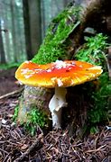 Image result for agaric�cek