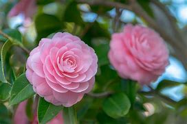 Image result for camelia flowers