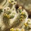 Image result for cholla