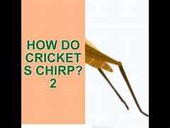 Image result for Loud Crickets Chirp