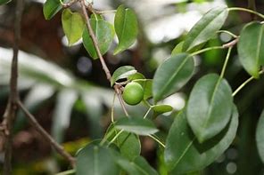 Image result for Baby Manchineel Tree