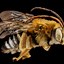 Image result for Honey Bee Antennae