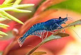 Image result for Amano Shrimp