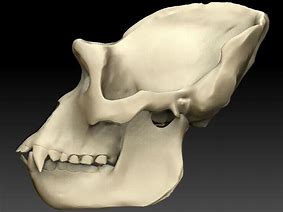 Image result for Ape Skull