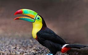 Image result for Large Exotic Birds