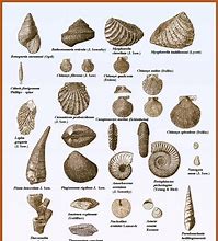 Image result for Different Fossil Types