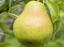 Image result for Pineapple Pear