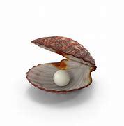 Image result for Clam Shell Open with Pearl