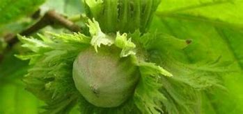 Image result for corylaceae