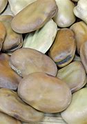 Image result for Giant Fava Beans