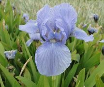 Image result for Iris Blue Denim (Pumila-Group)