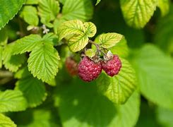 Image result for Raspberry Leaf