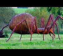Image result for Camel Spider World Largest