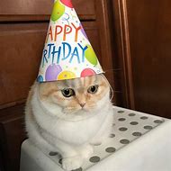 Image result for Cat at Party Alone Meme